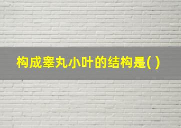 构成睾丸小叶的结构是( )